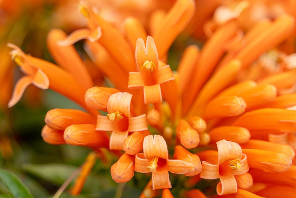 a close up of a bunch of orange flowers