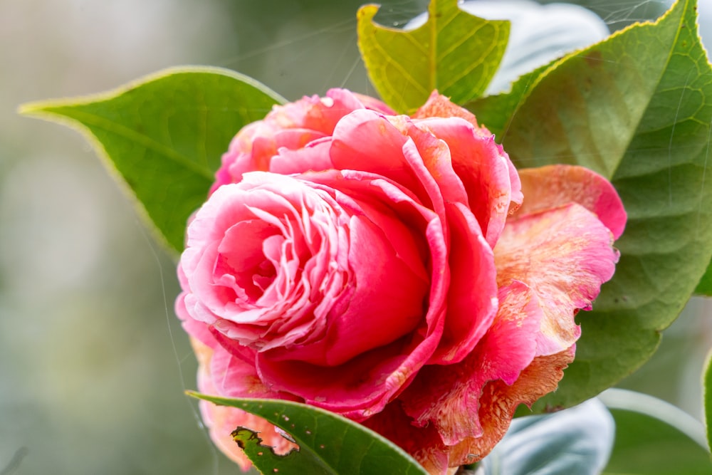 Un primer plano de una flor rosa con hojas verdes