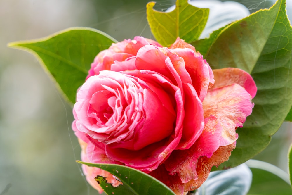 a close up of a pink flower with green leaves