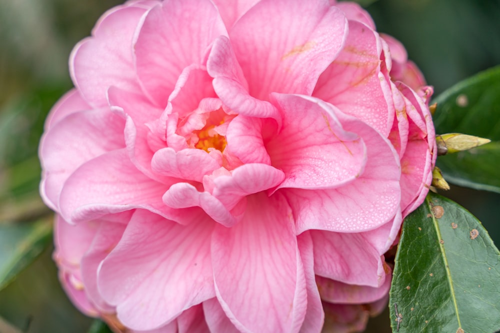 a pink flower with green leaves around it