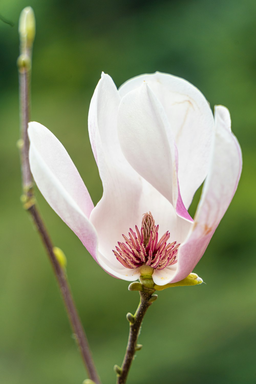 a close up of a flower on a tree branch