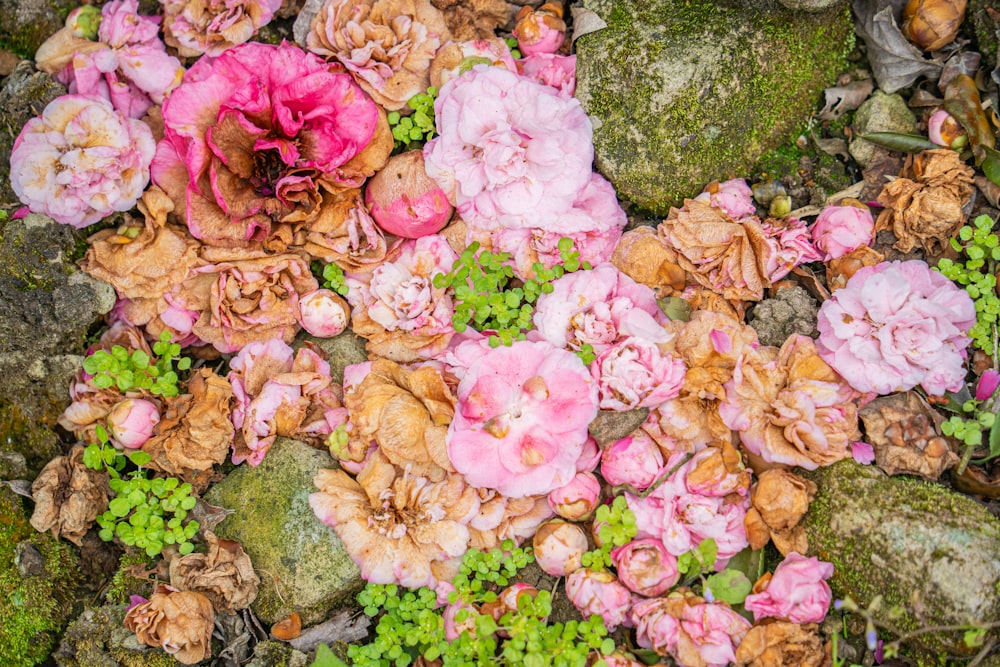 a bunch of flowers that are on the ground