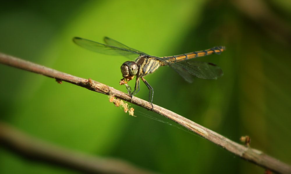 a close up of a dragon fly on a branch