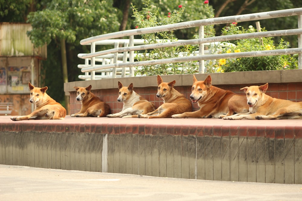 un grupo de perros sentados en una cornisa