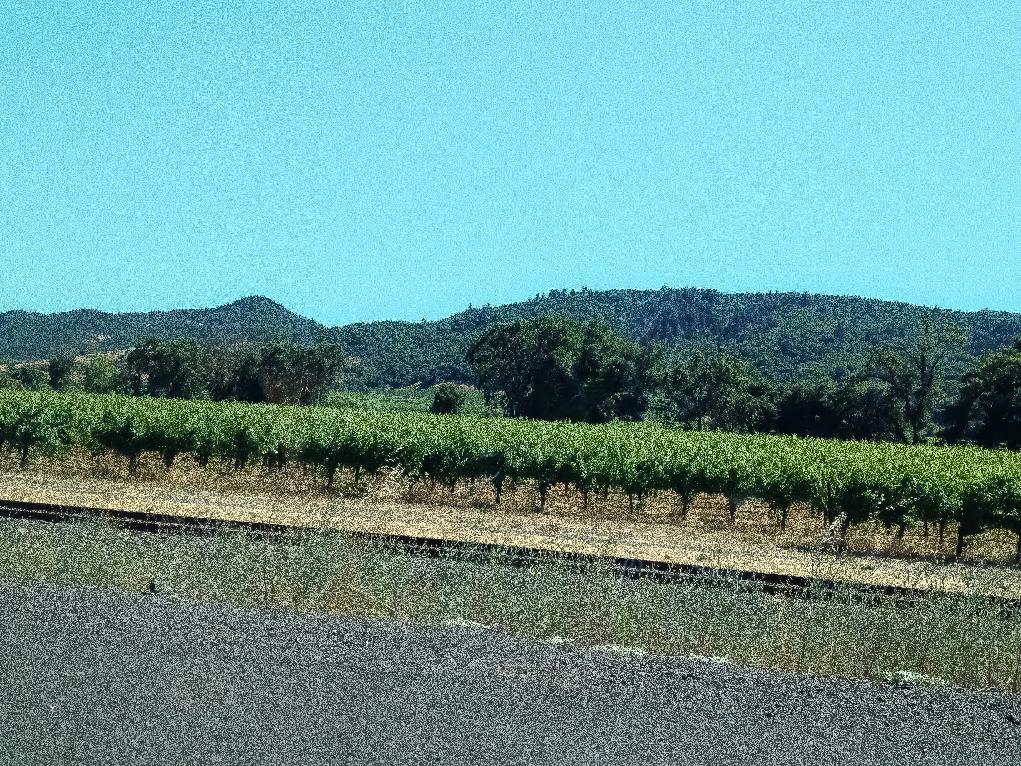 Scenic Sonoma Valley vineyard landscape with rows of grapevines stretching into distance under clear blue sky with rolling hills and oak trees in background during harvest season