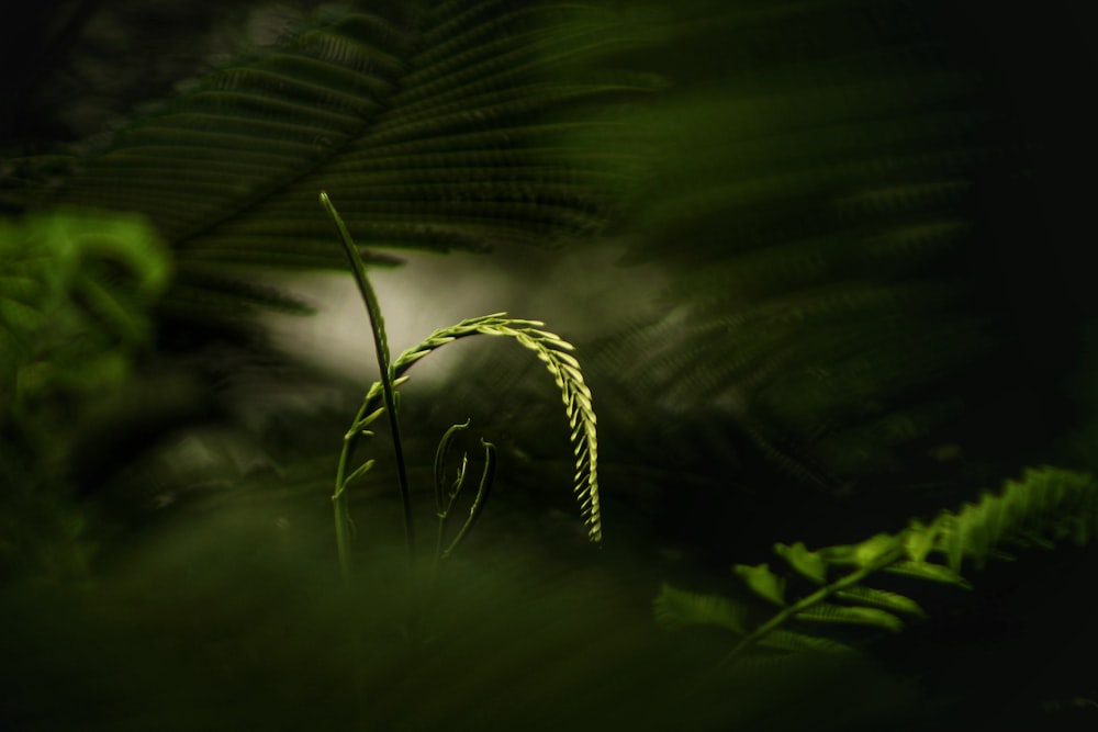 a close up of a fern leaf in the dark