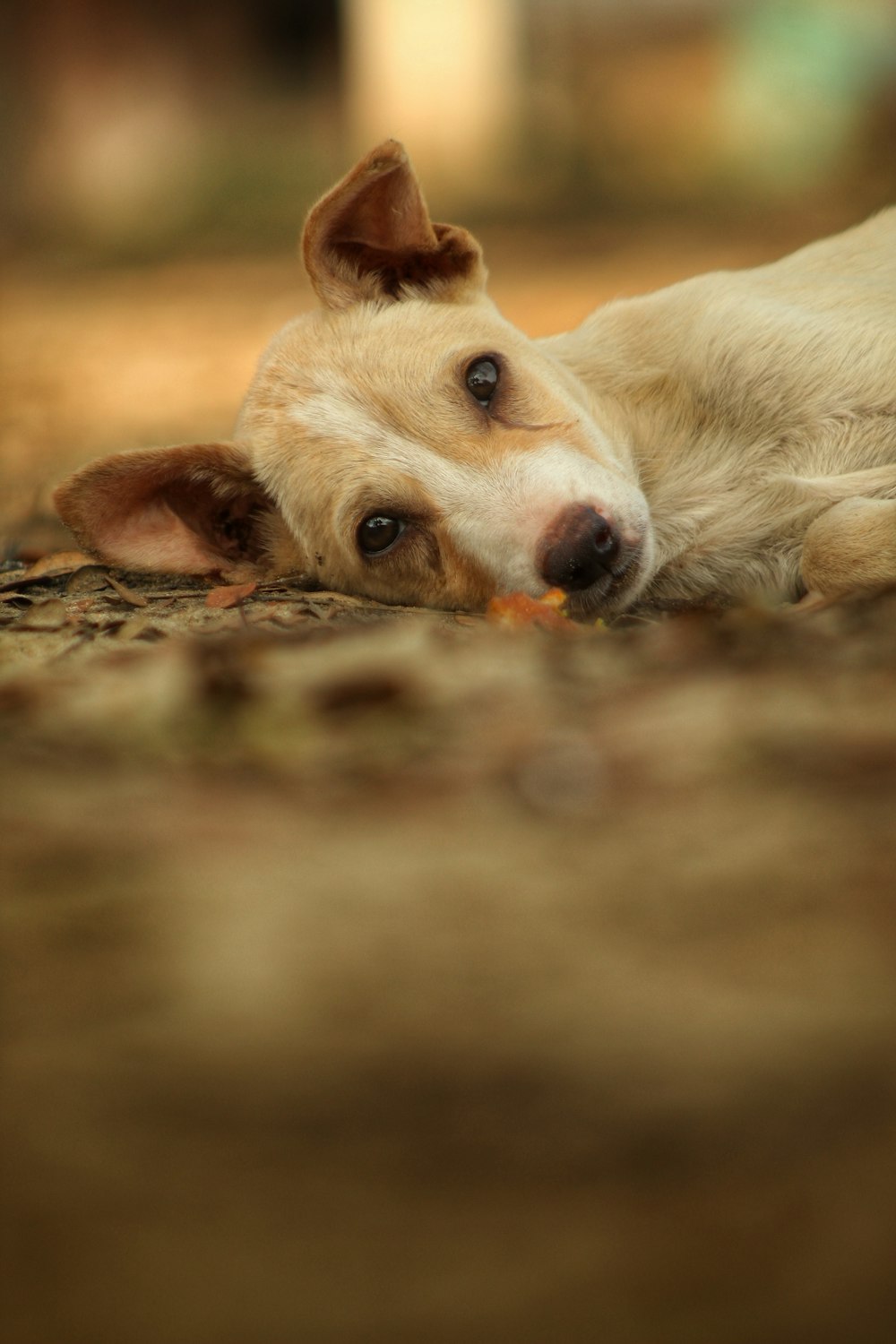 a dog laying on the ground with it's head on the ground