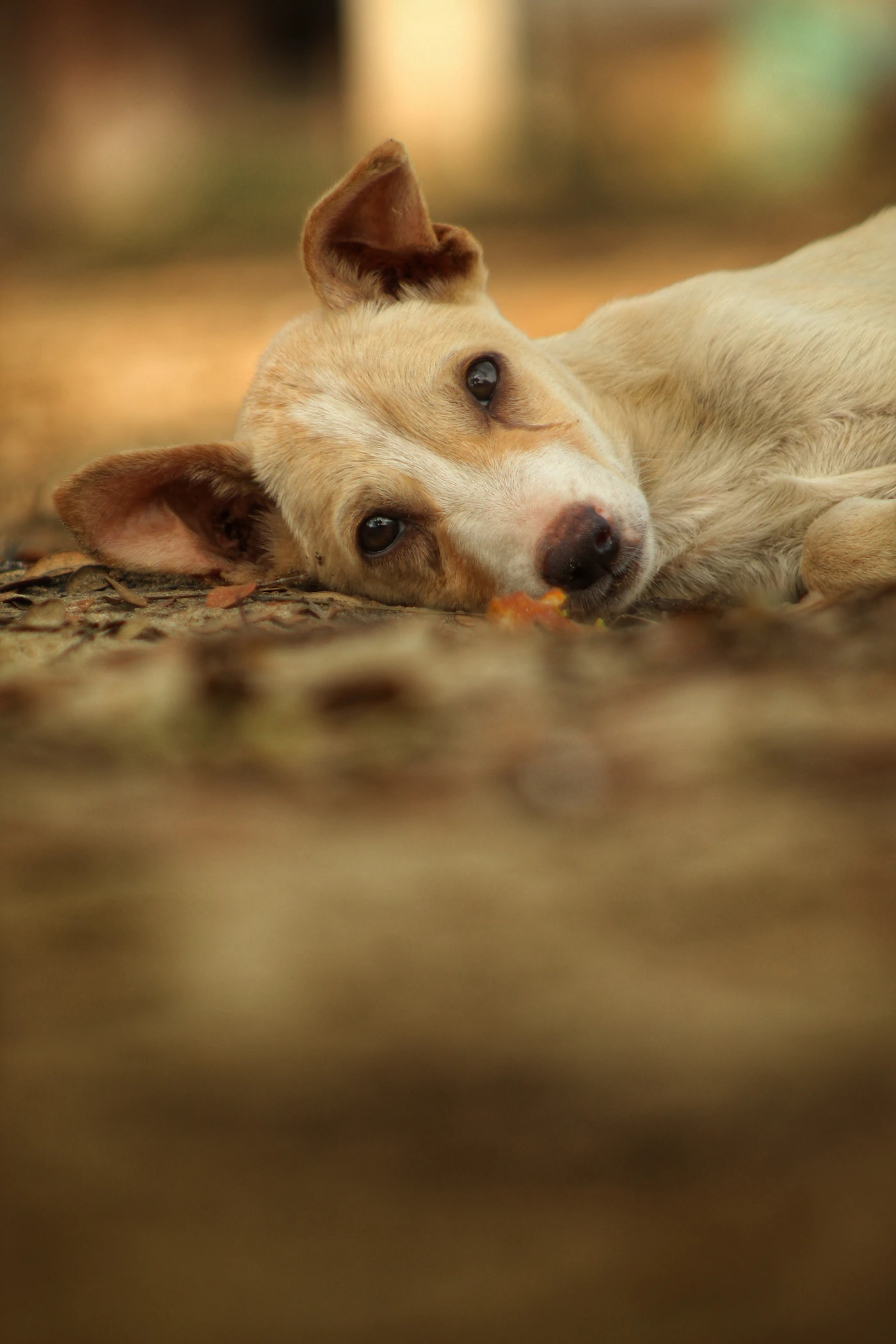 A relaxed dog lying calmly on the ground with its head resting down