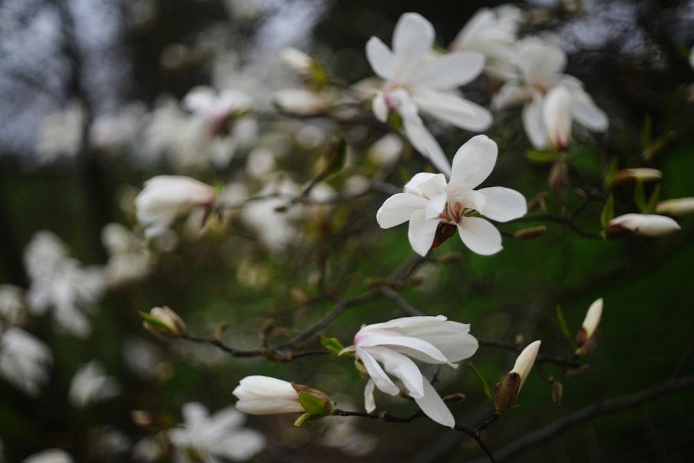 um close up de uma árvore com flores brancas