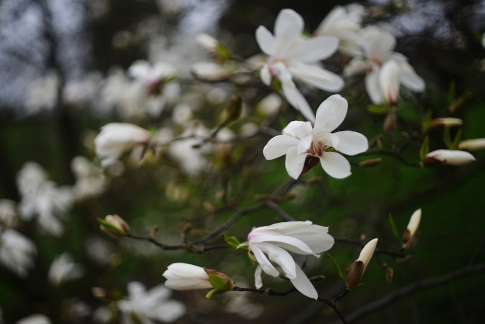 a close up of a tree with white flowers