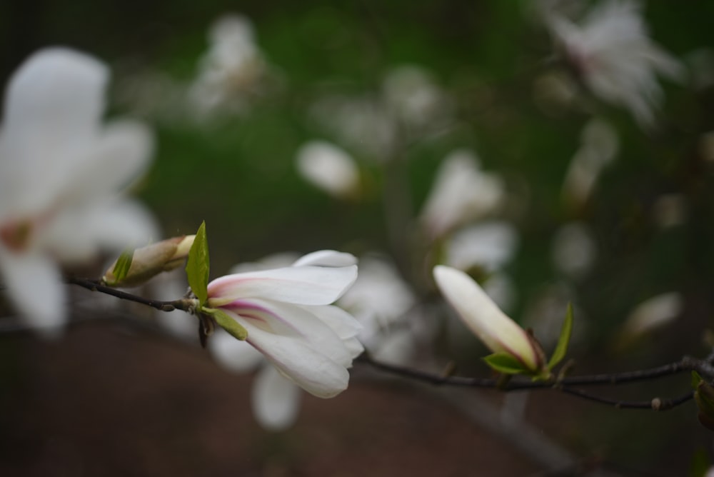 um close up de uma flor em um galho de árvore