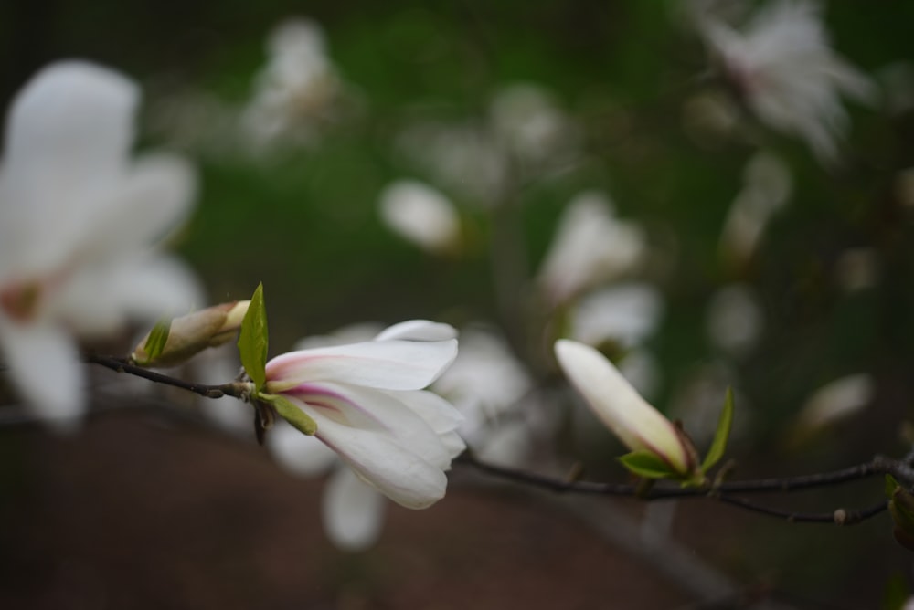 a close up of a flower on a tree branch