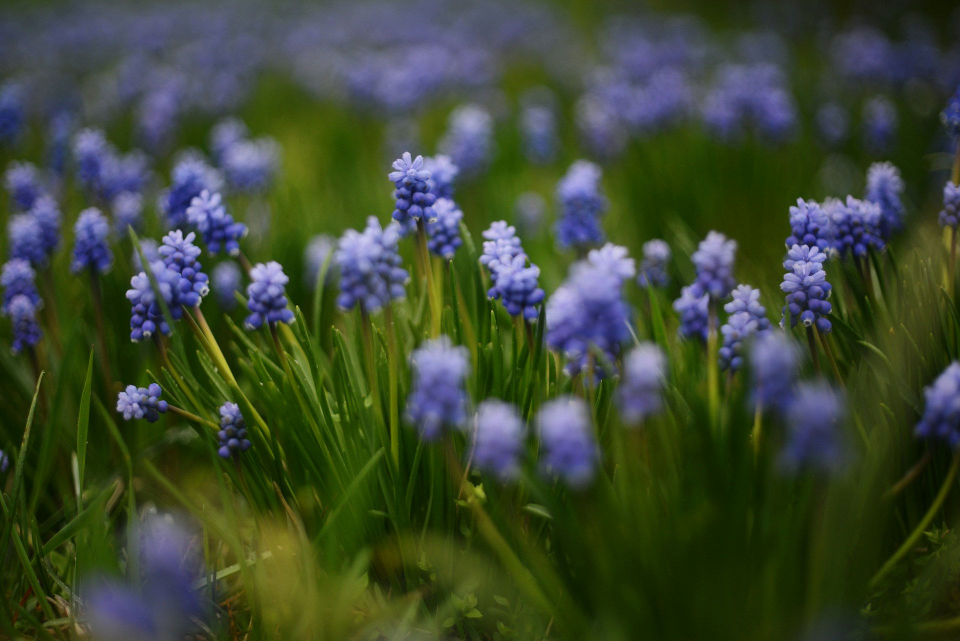 a bunch of blue flowers that are in the grass