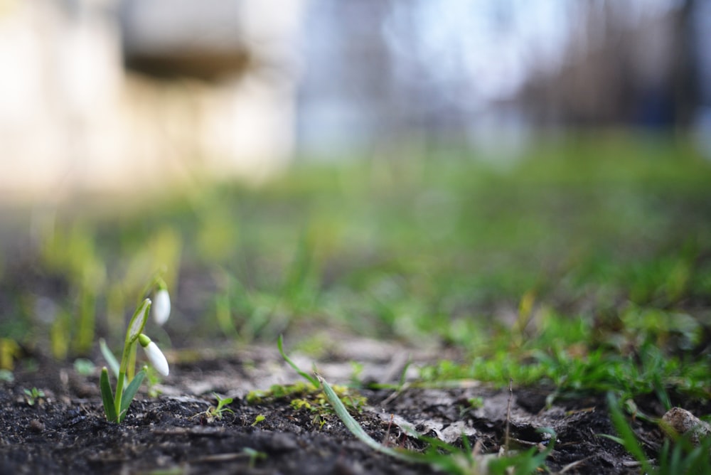 a close up of a small white flower in the grass