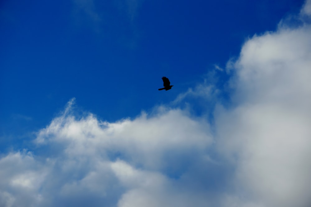 a bird flying through a cloudy blue sky