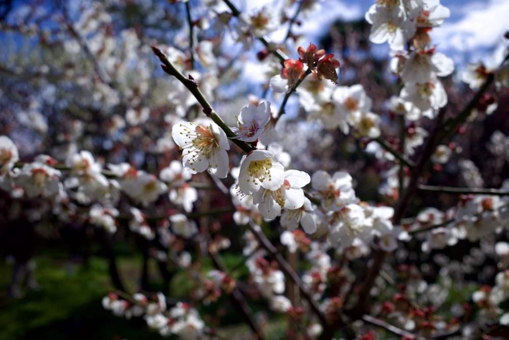 a close up of a tree with white flowers