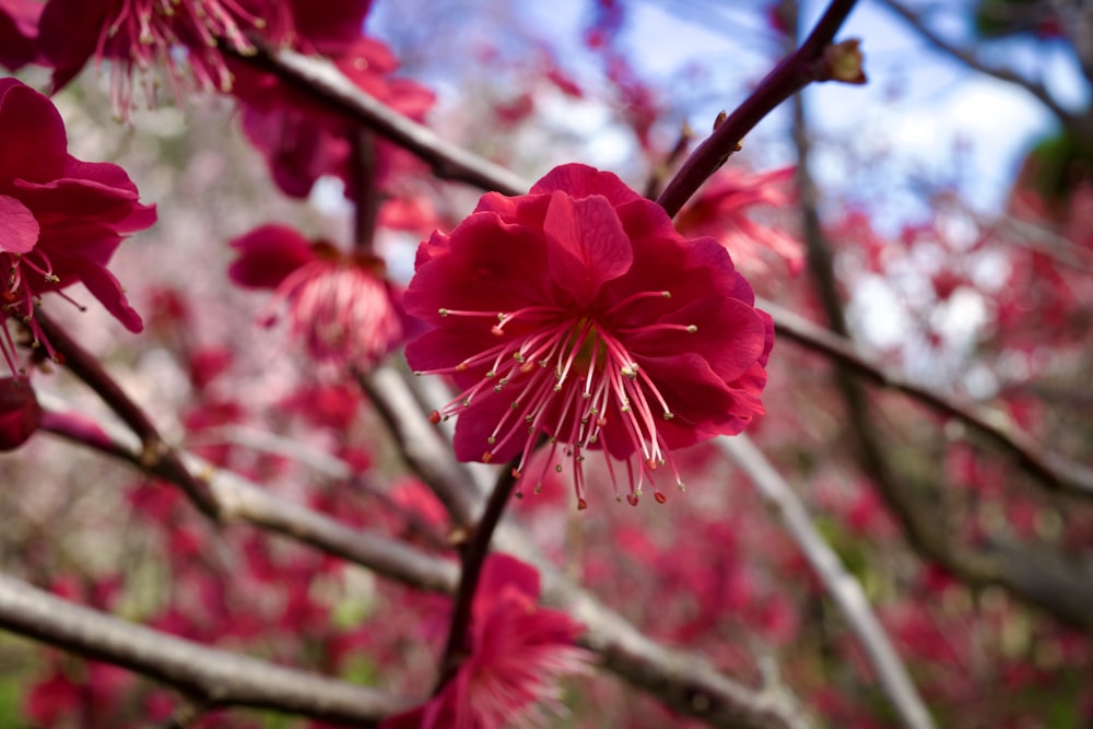 a close up of a pink flower on a tree