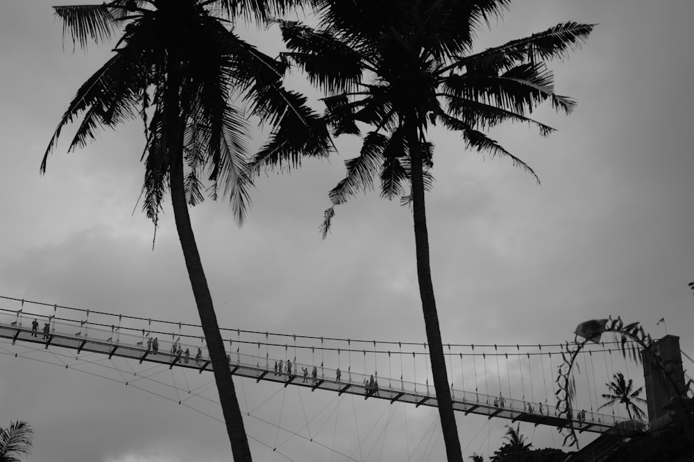 a black and white photo of a suspension bridge between two palm trees