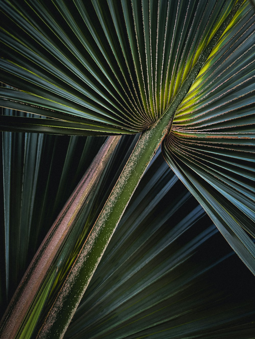 a close up view of a palm leaf