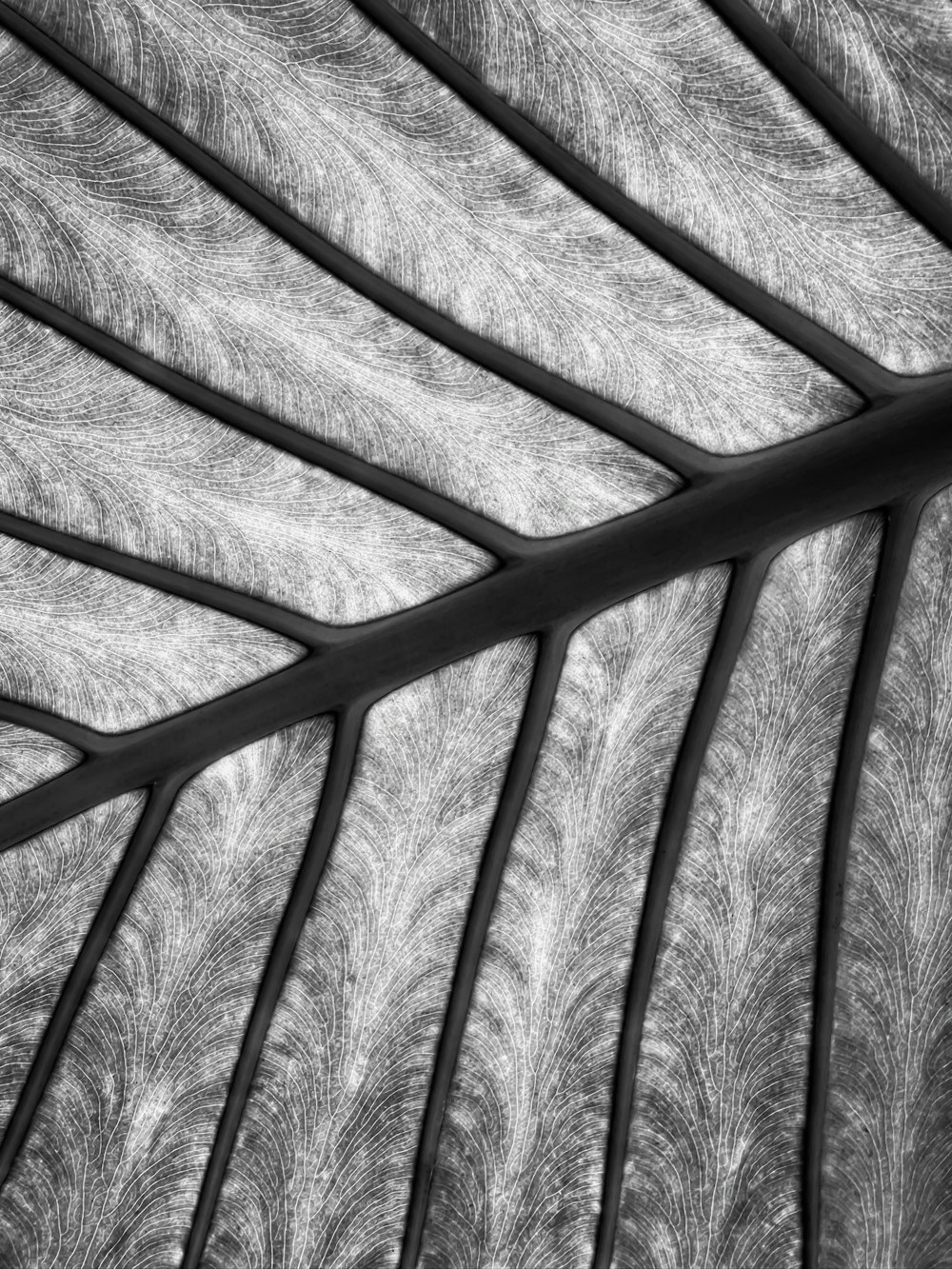 a black and white photo of a leaf