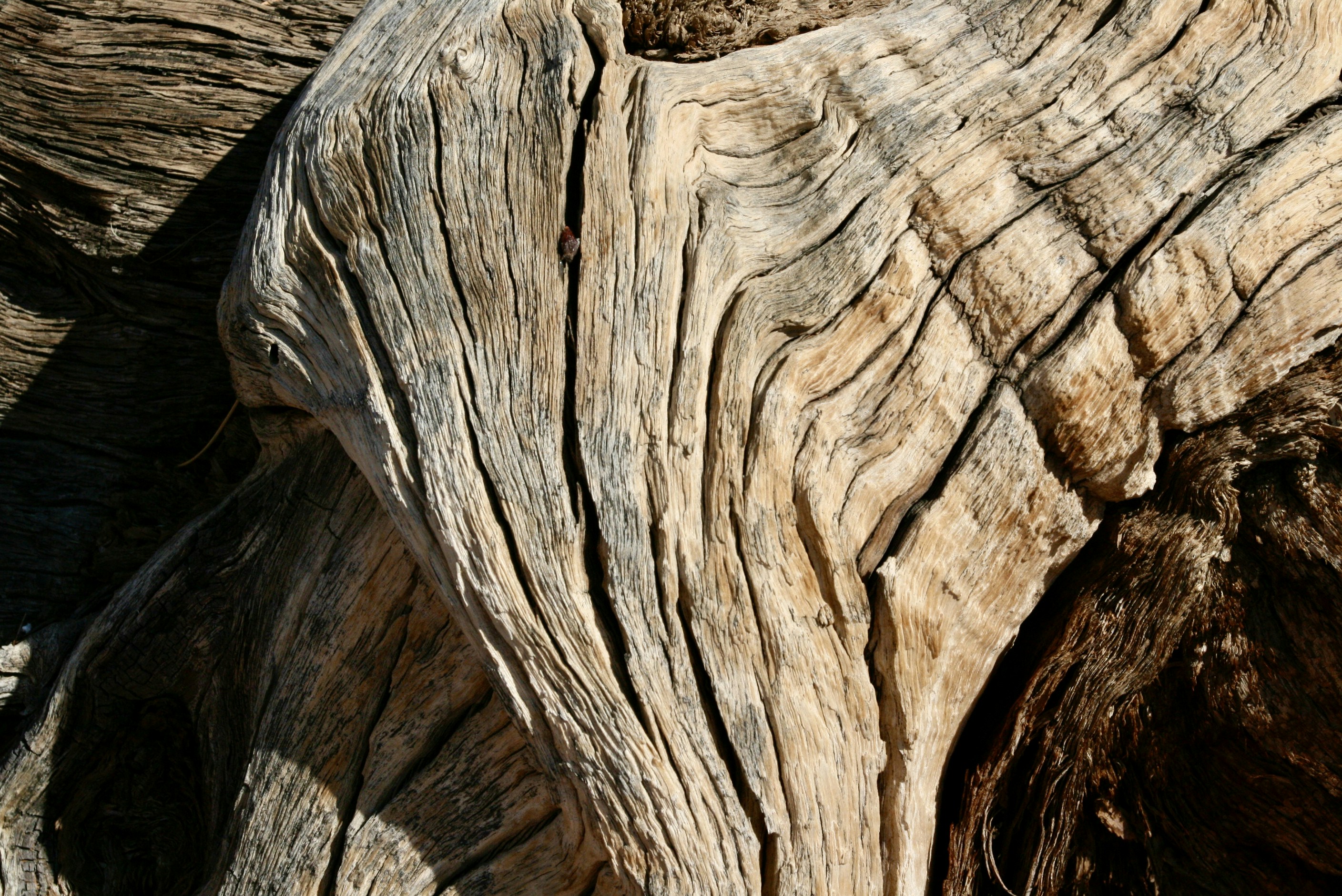 A close up of a tree trunk with a bird perched on top of it photo ...