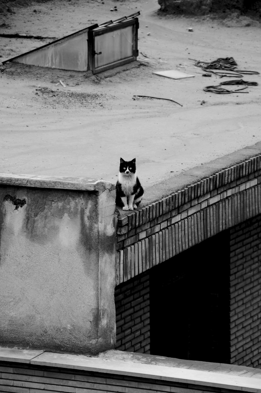 a black and white cat sitting on top of a building