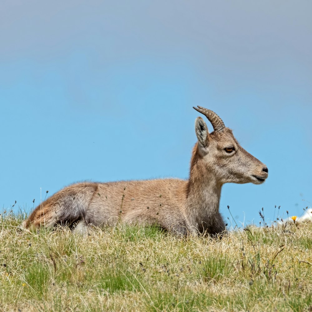 una cabra acostada en un campo cubierto de hierba