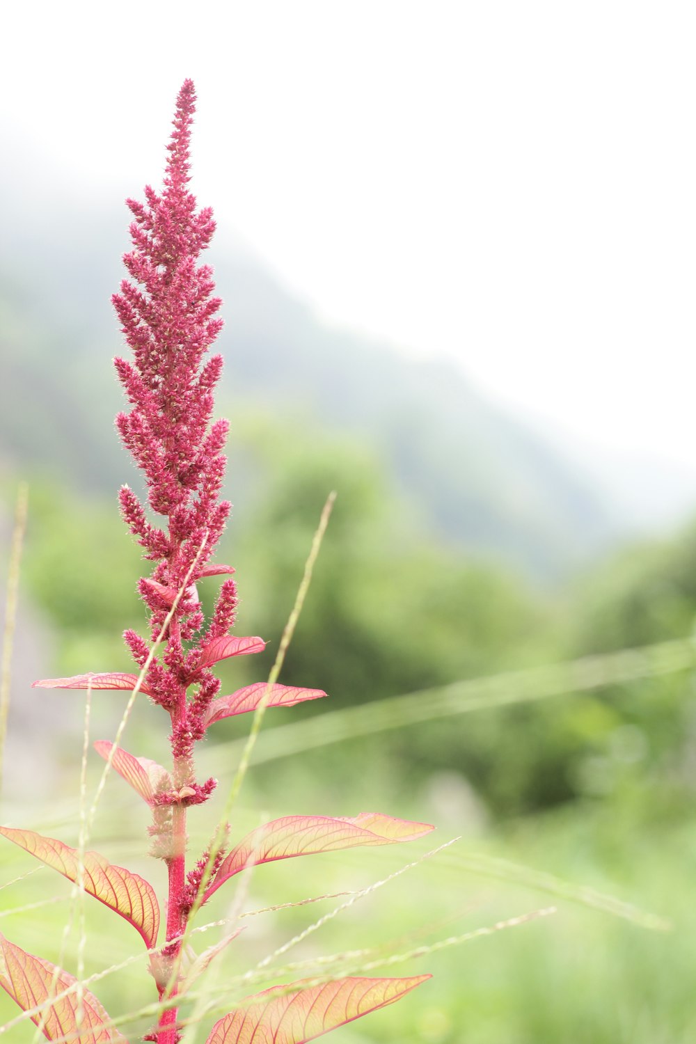 a close up of a pink flower in a field