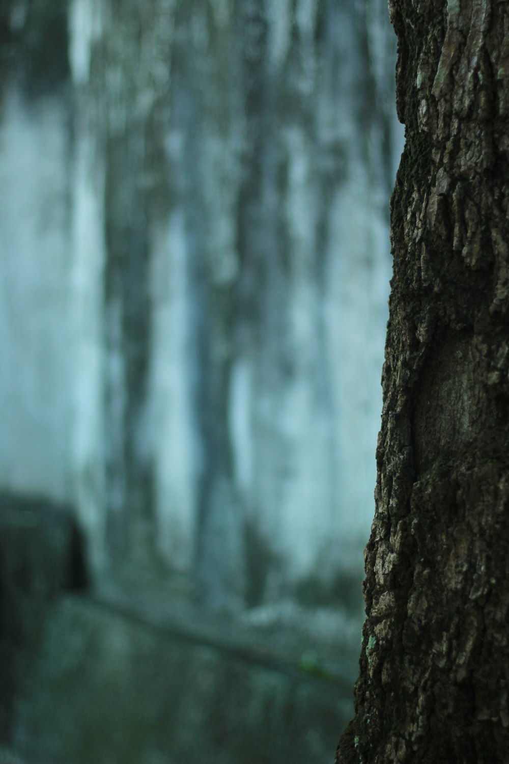 a close up of a tree trunk with a blurry background