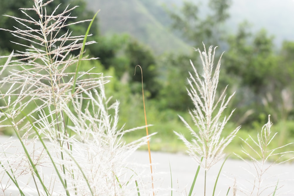 a close up of some grass near a road