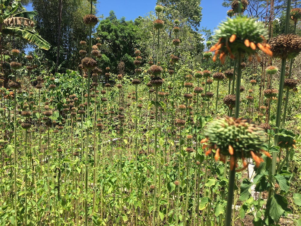 un campo pieno di tante alte piante verdi