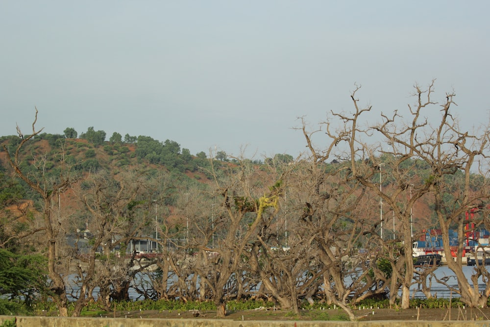 a group of dead trees in front of a body of water