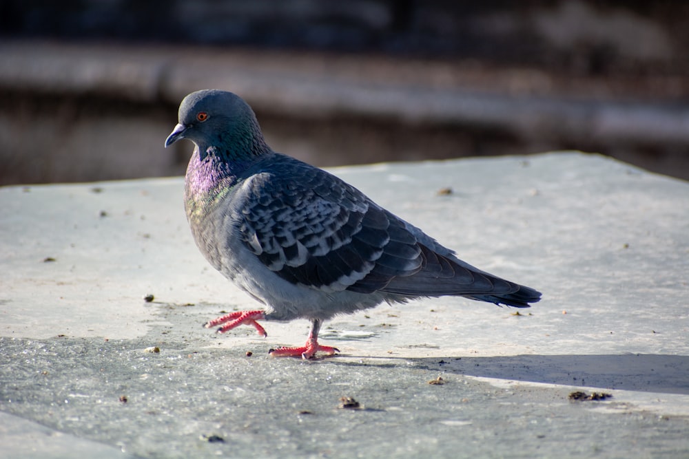 a pigeon is standing on a ledge outside