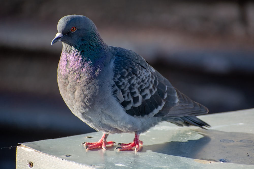 a pigeon is standing on a piece of wood