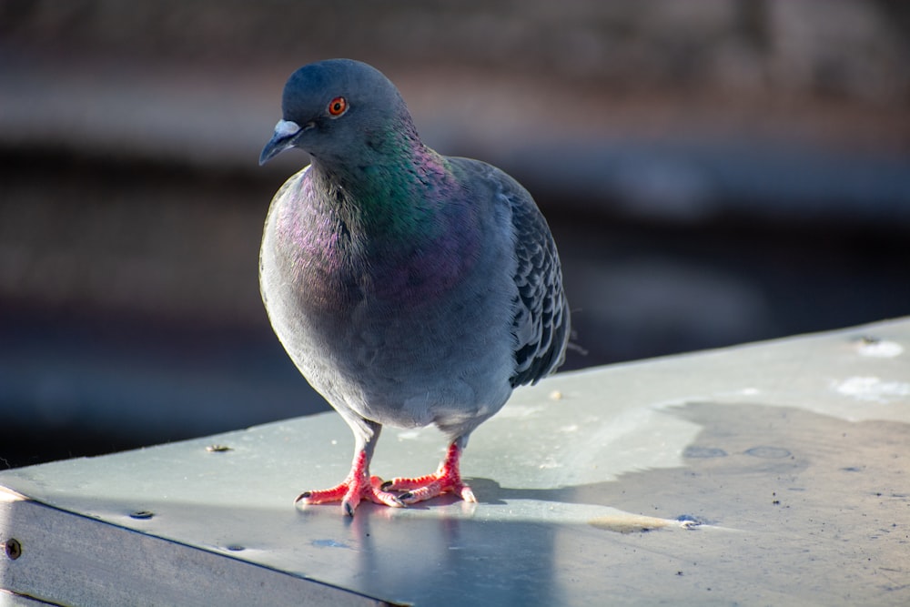 a pigeon standing on top of a wooden table