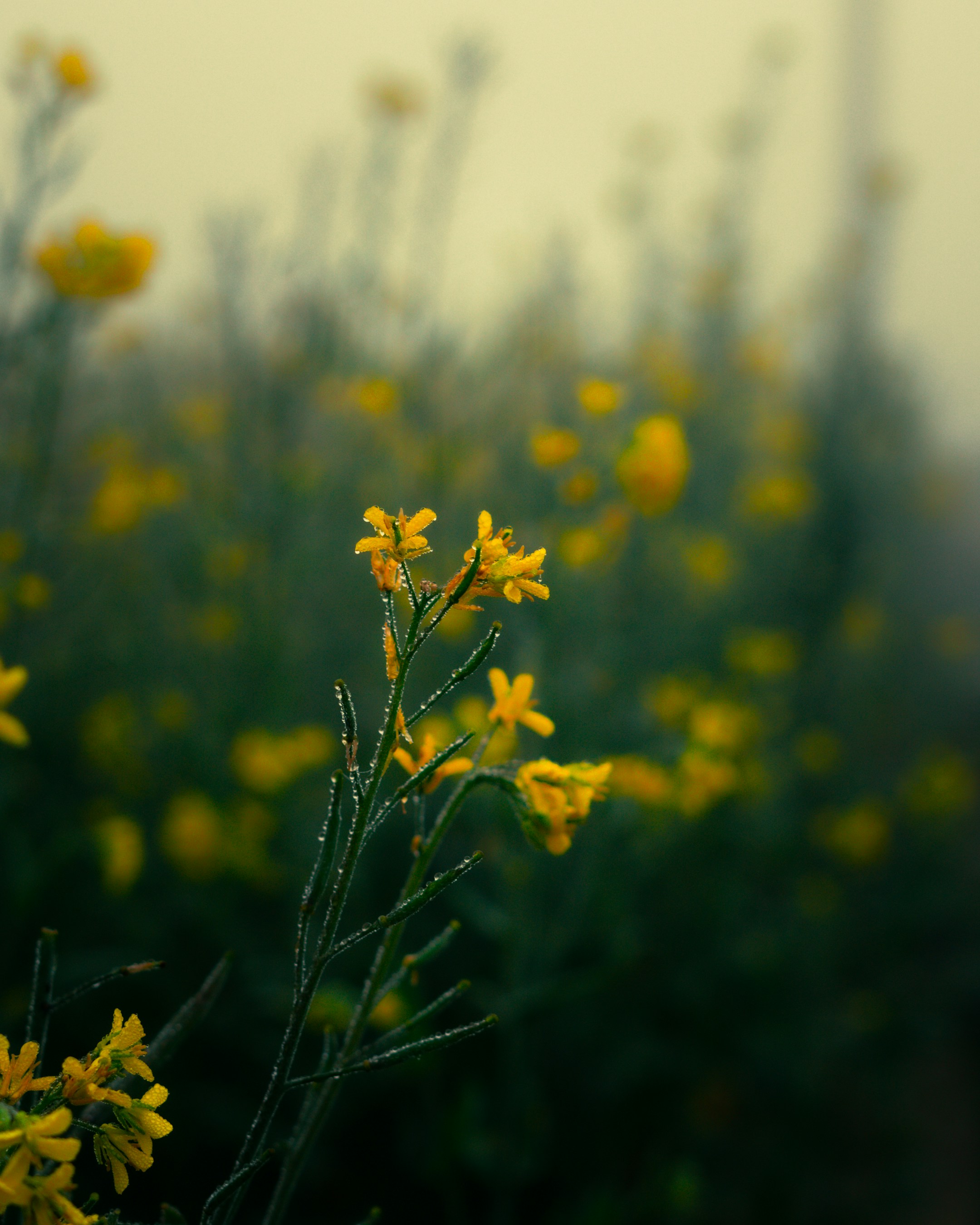 Photo by farhanreza
