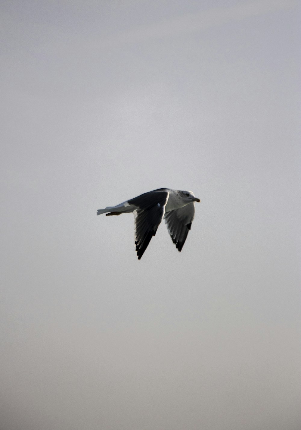 a black and white bird flying in the sky