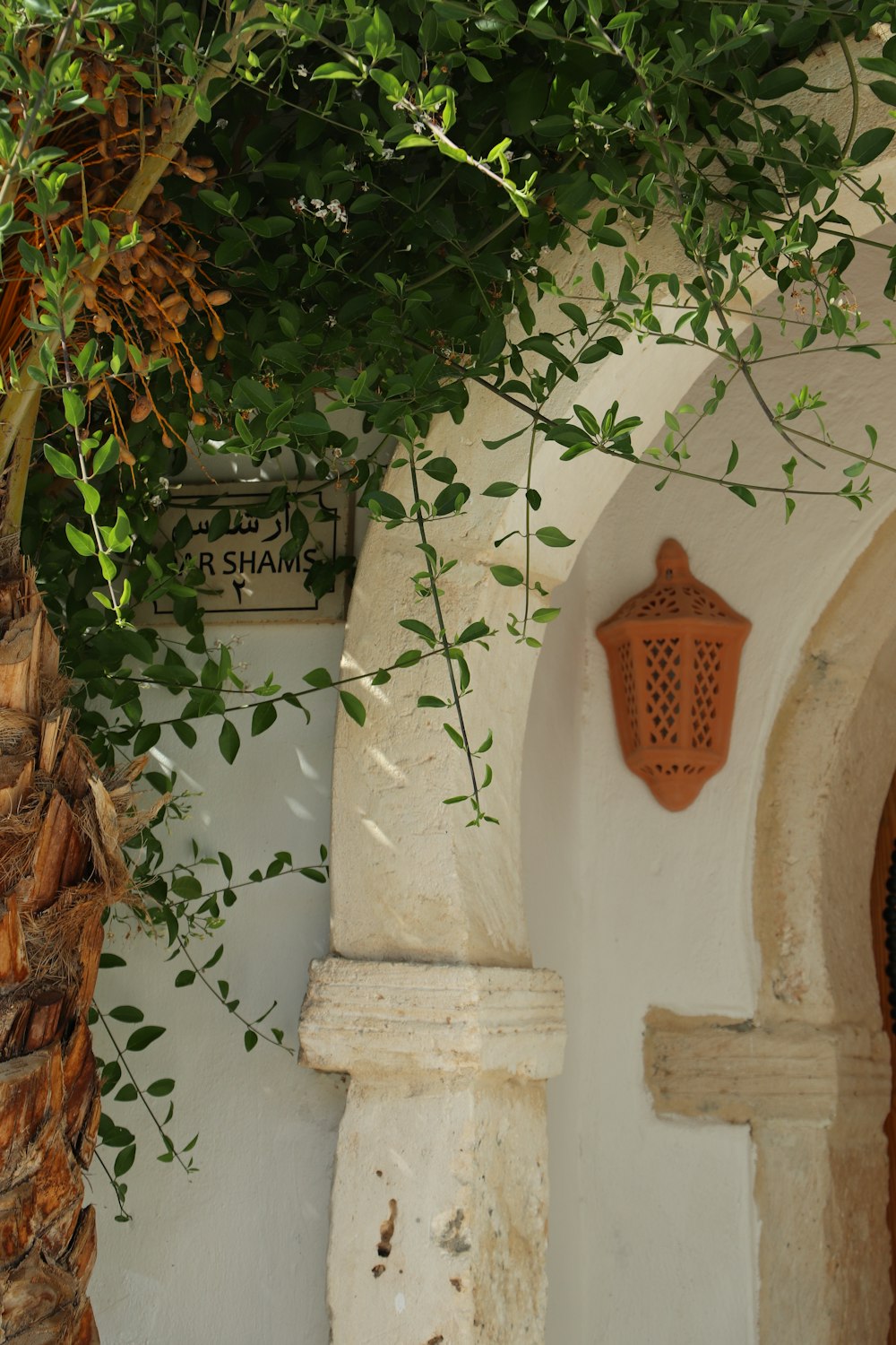 a potted plant next to a white building