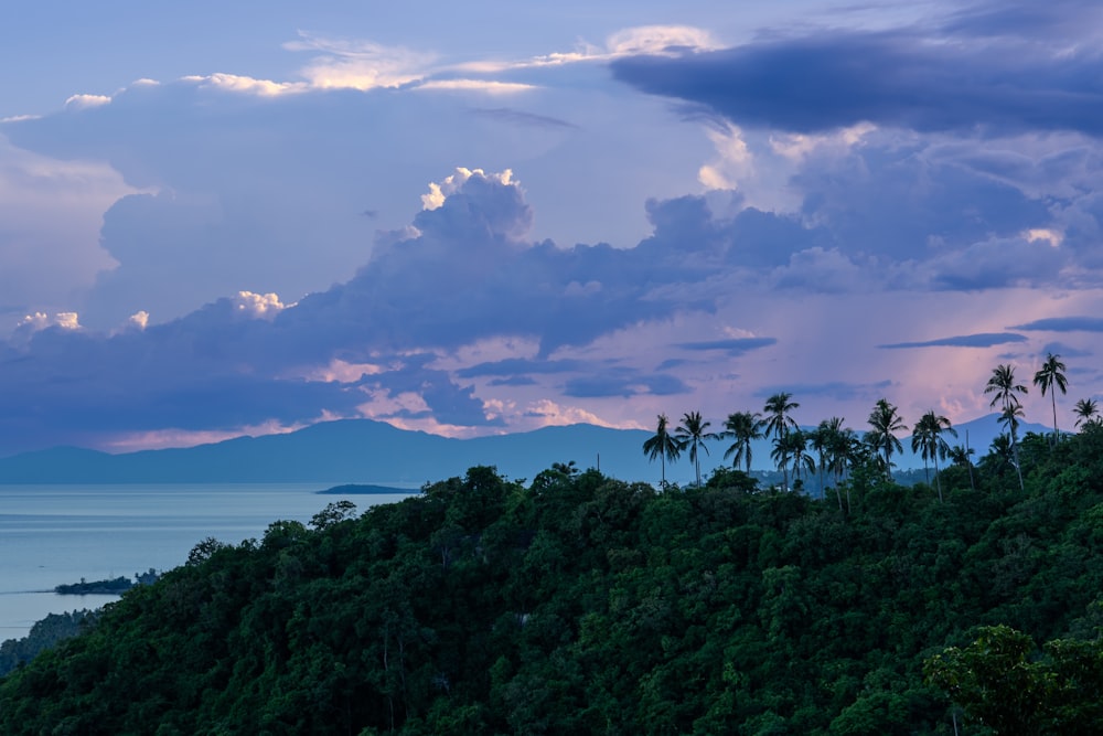 a view of the ocean from a hill with palm trees