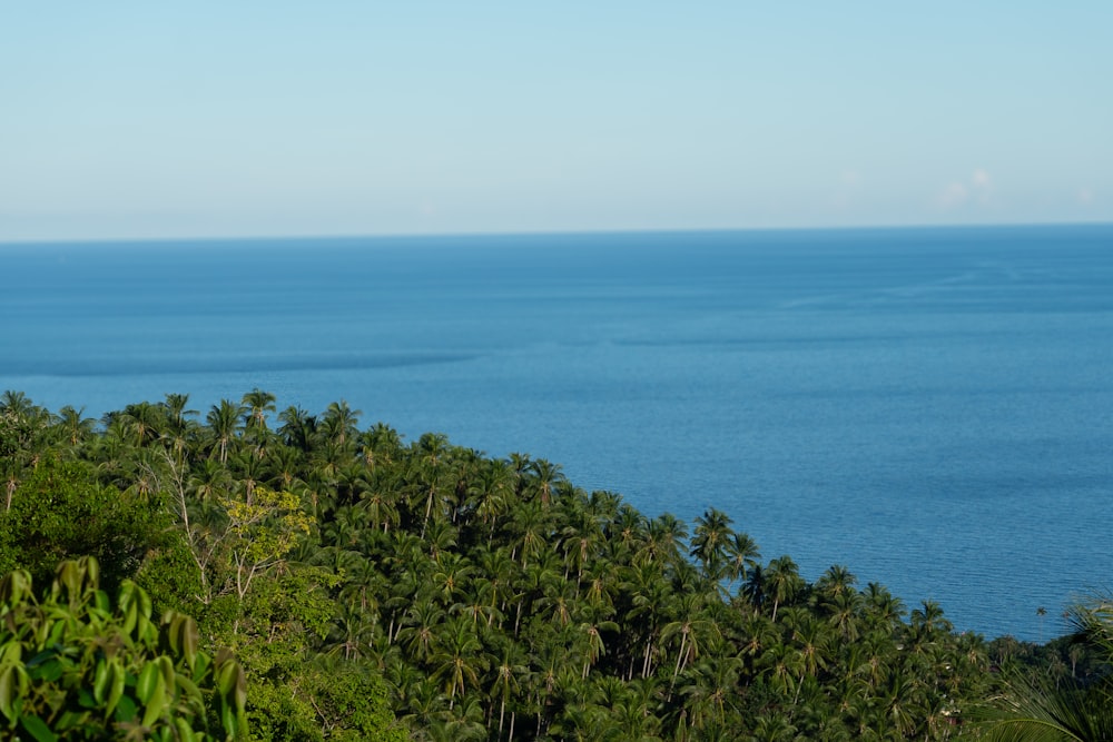 a view of the ocean from the top of a hill