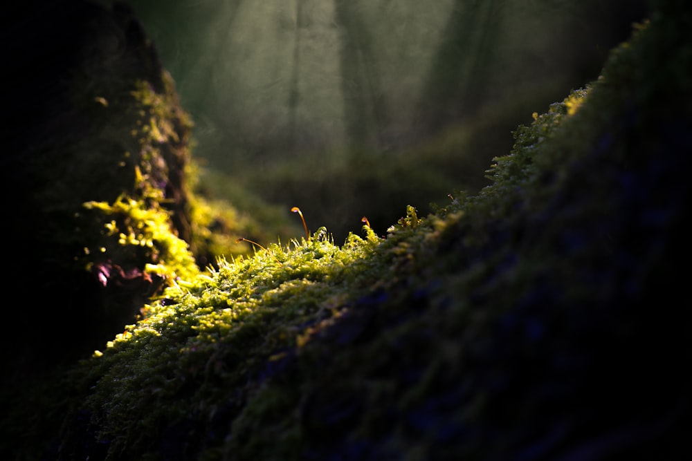 a green moss covered hillside with sunlight coming through the trees