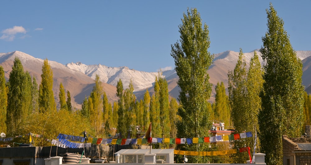 a group of trees with mountains in the background