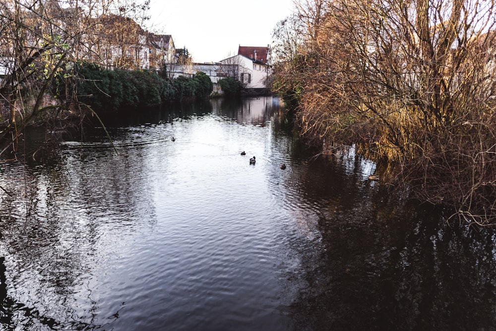 a body of water surrounded by trees and buildings