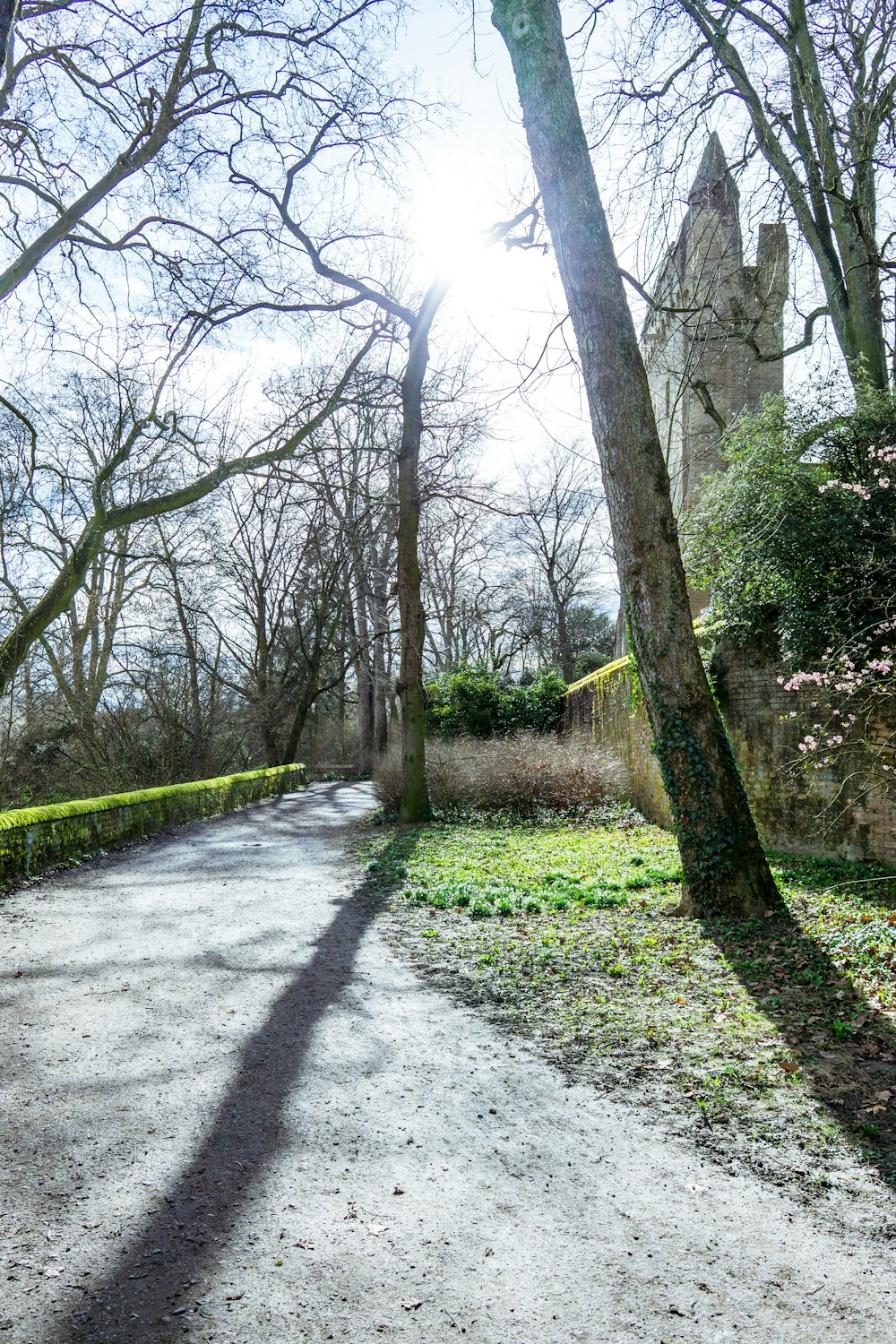 the shadow of a tree on a road