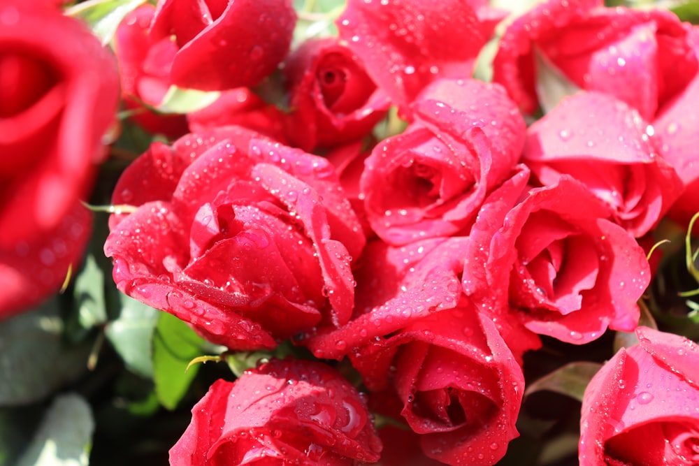 a bunch of red roses with water droplets on them