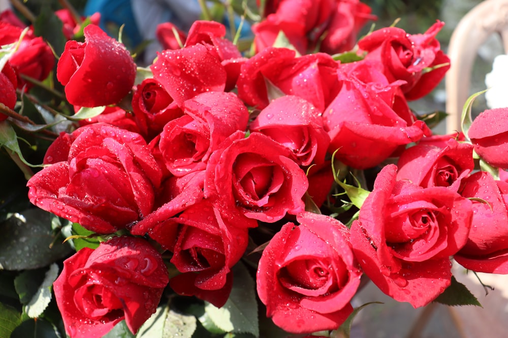 a bunch of red roses with water droplets on them
