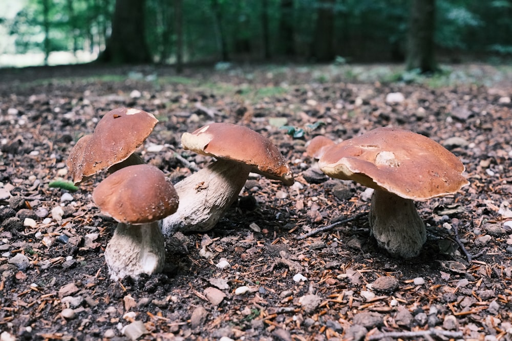 a group of mushrooms sitting on top of a forest floor