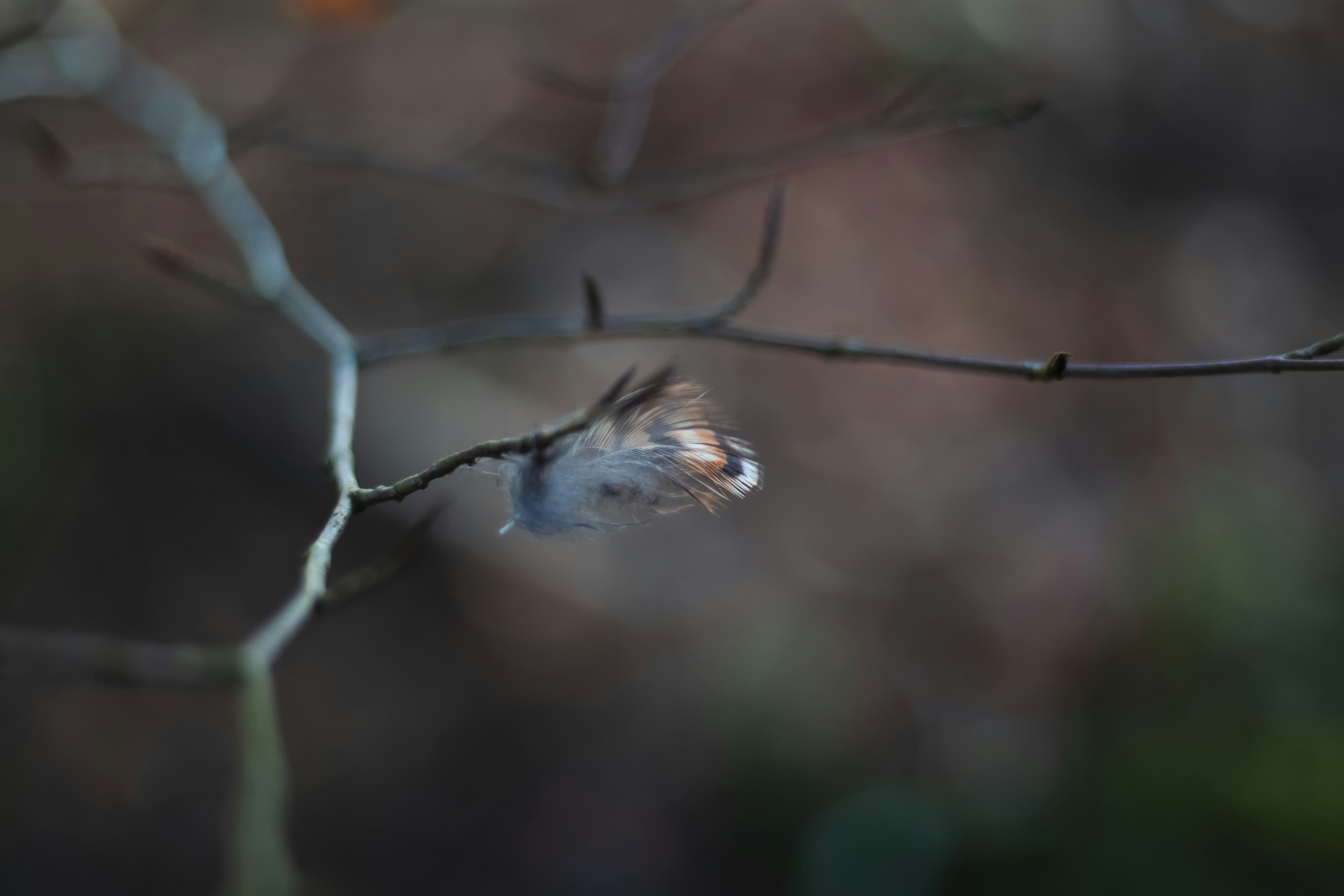 Photo by jcosens