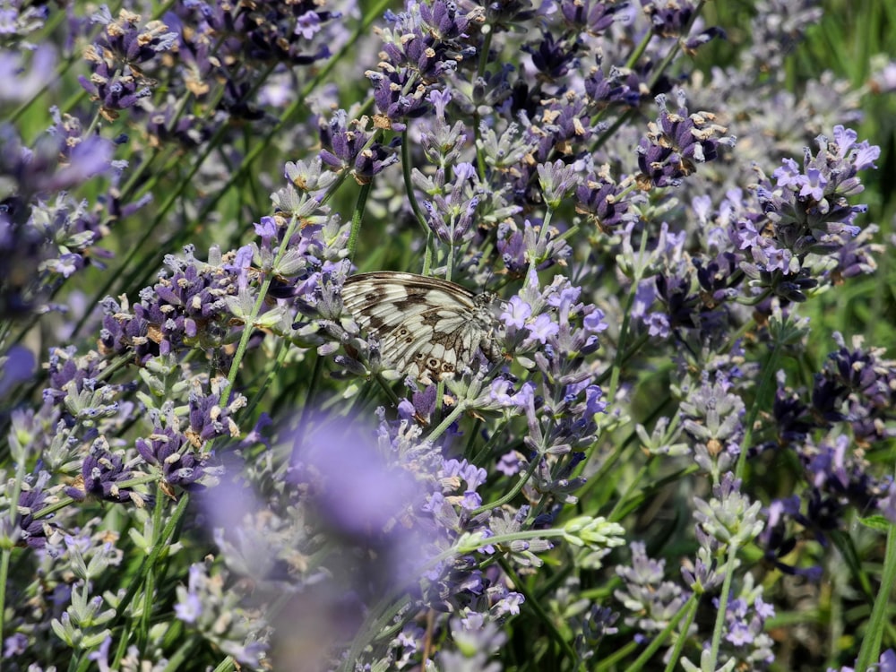 a butterfly is sitting on a lavender plant