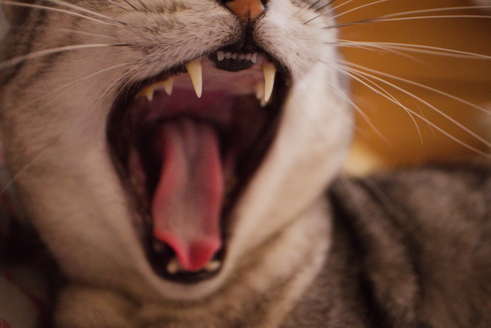 a cat with its mouth open and it's mouth wide open